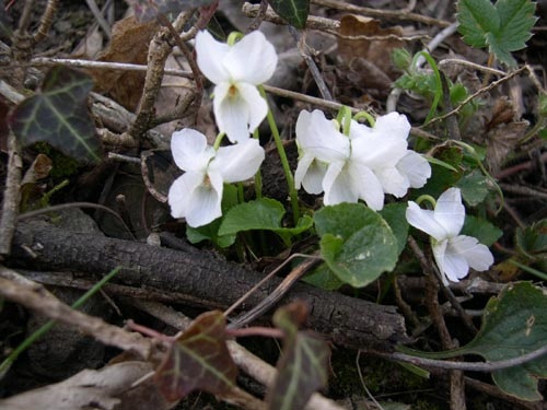 Violette blanche / Viola alba