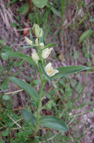 Cefalantera bianca / Cephalanthera damasonium