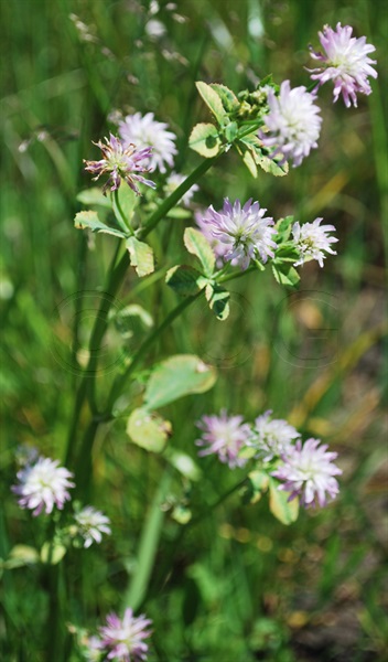 Reversed Clover / Trifolium resupinatum