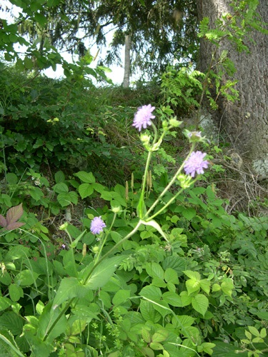 Wald-Witwenblume / Knautia dipsacifolia