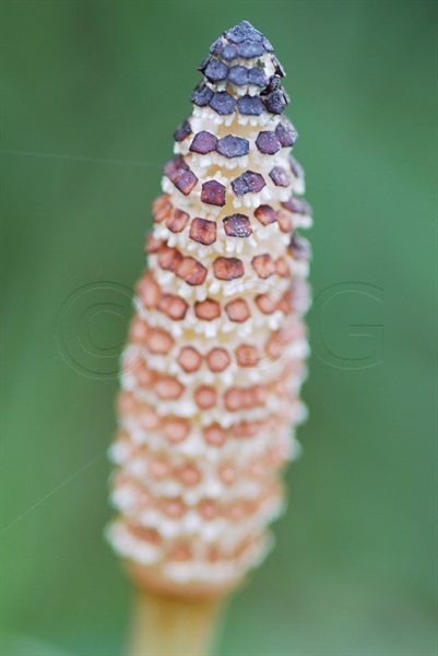 Field Horsetail / Equisetum arvense