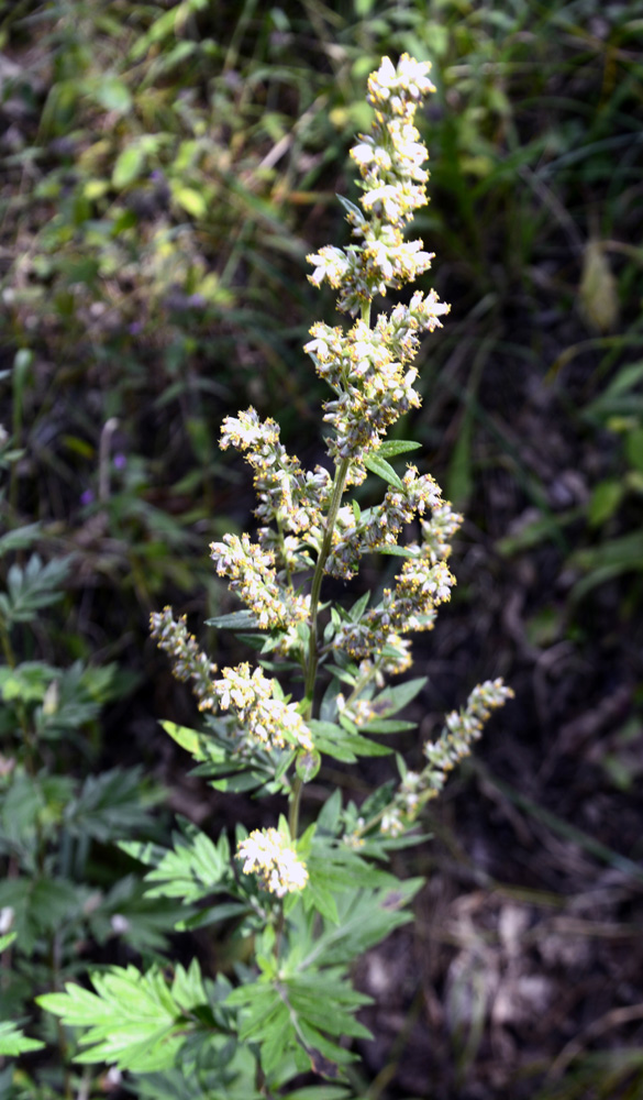 Pigamo erba scopaia / Thalictrum simplex ssp.bauhinii