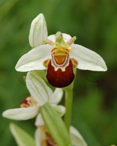 Ophrys abeille / Ophrys apifera