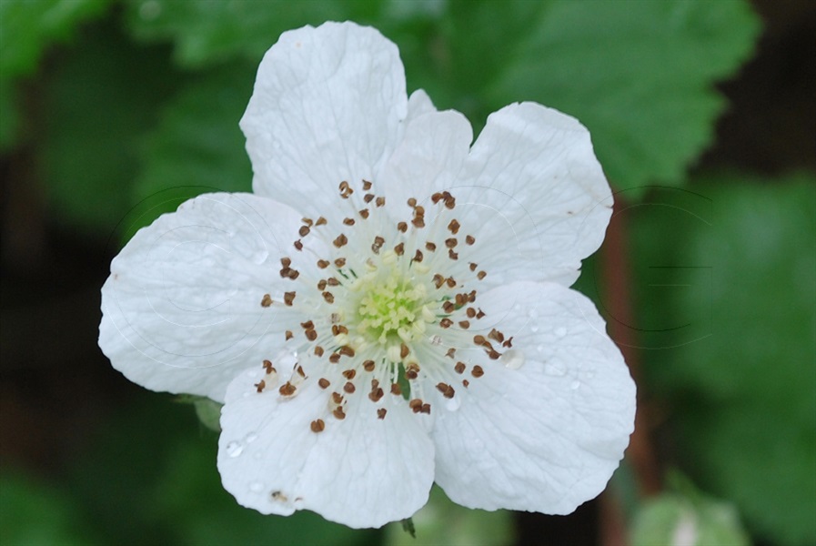 Ronce bleuâtre / Rubus caesius
