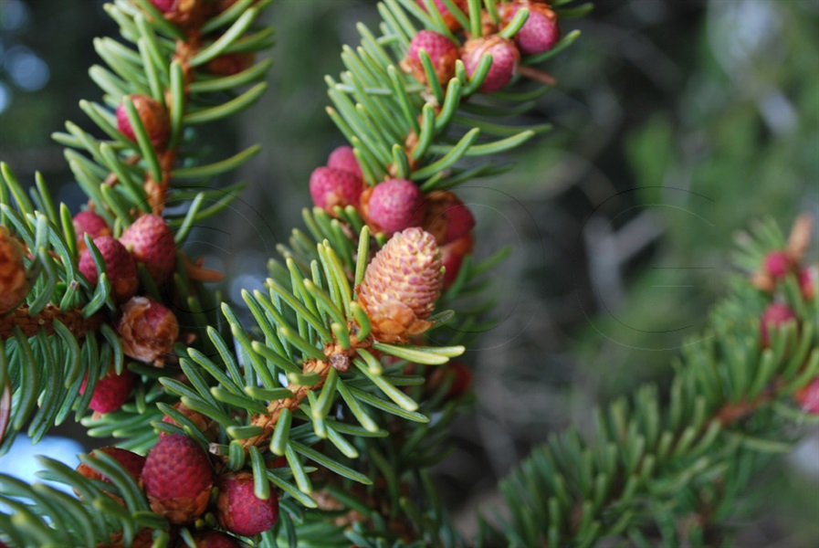 Epicéa / Picea abies