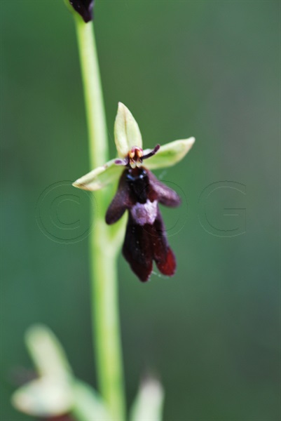 Fly Orchid / Ophrys insectifera