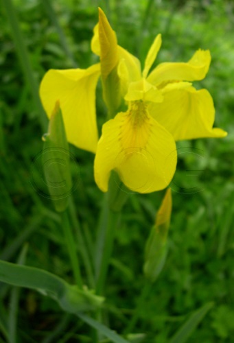 Iris jaune / Iris pseudacorus