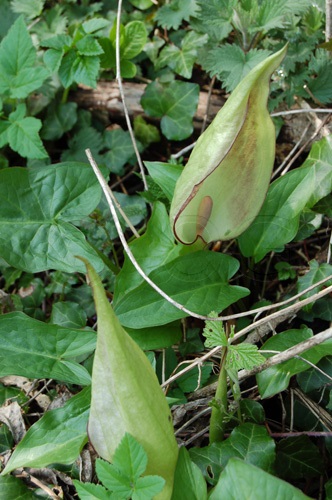 Gigaro scuro / Arum maculatum