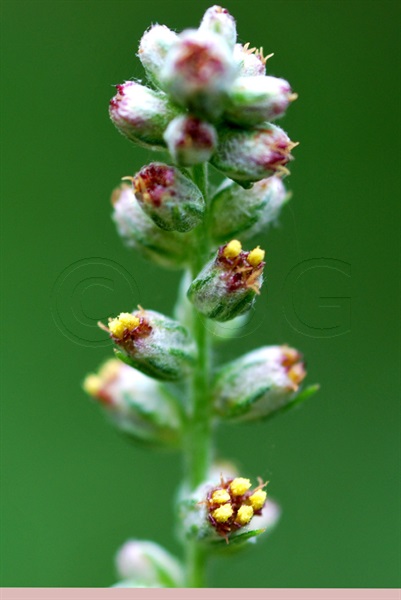 Gemeiner Beifuss / Artemisia vulgaris