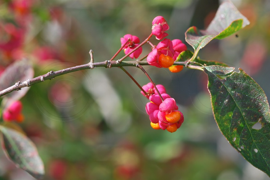 Spindle, Spindel-tree / Euonymus europaea