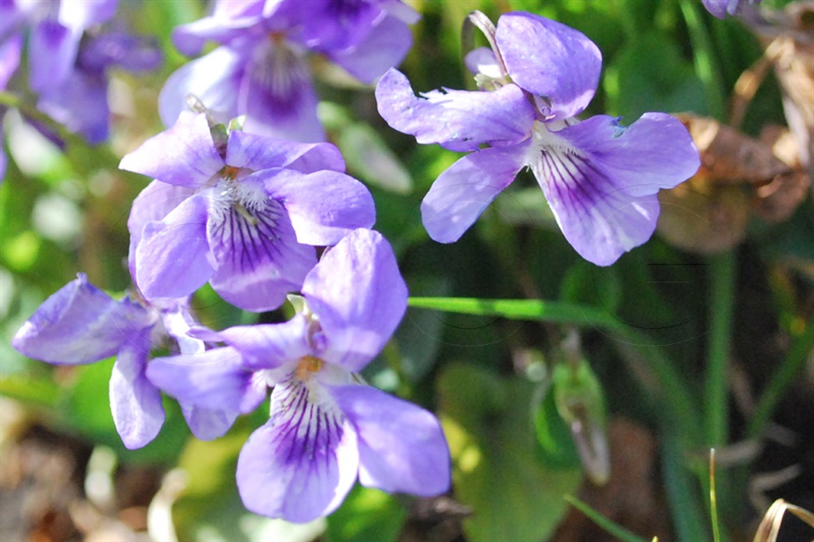 Violette des coteaux / Viola collina