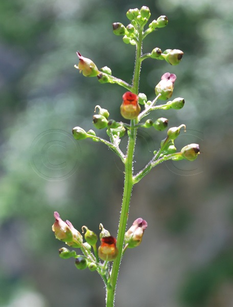 Common Figwort / Scrophularia nodosa