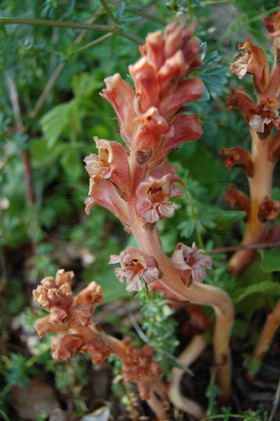 Labkraut-Würger / Orobanche caryophyllacea