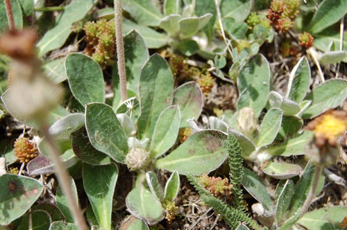 Langhaariges Habichtskraut / Hieracium pilosella