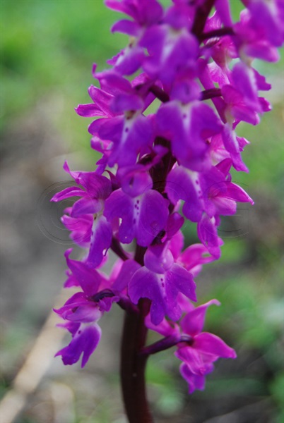 Orchis mâle / Orchis mascula