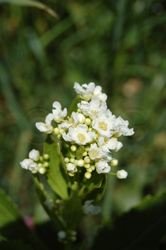 Raifort / Armoracia rusticana