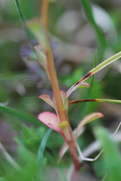 Euforbia calenzuola, Erba verdona / Euphorbia helioscopia