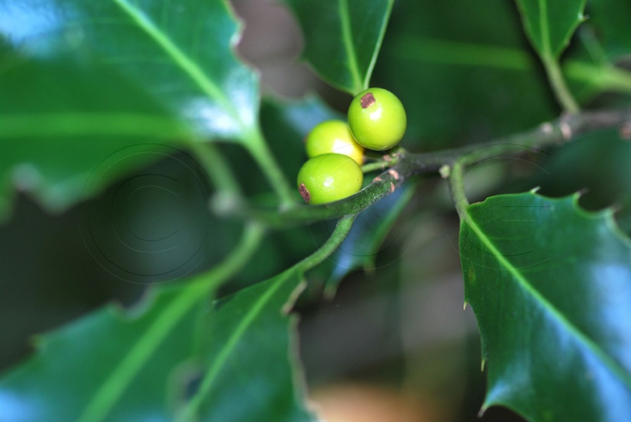 Holly / Ilex aquifolium