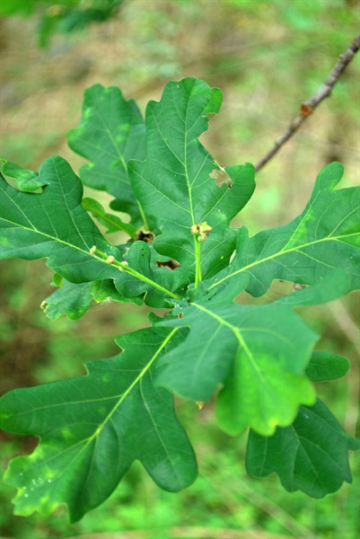 Stiel-Eiche / Quercus robur