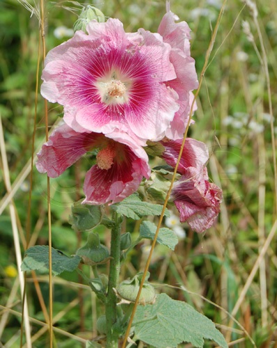 Garten-Stockrose / Alcea rosea