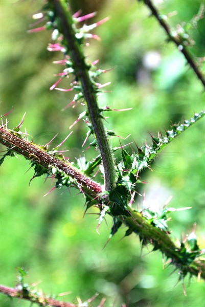 Sumpf-Kratzdistel / Cirsium palustre