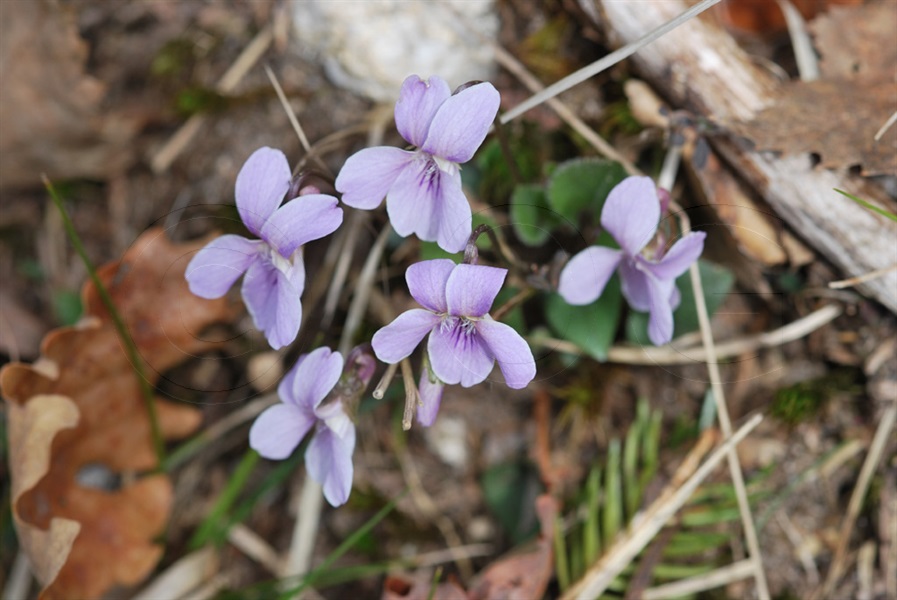 Violette de Thomas / Viola thomasiana