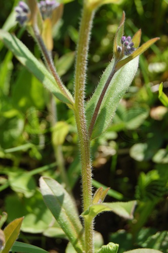 Wald-Vergissmeinnicht / Myosotis sylvatica