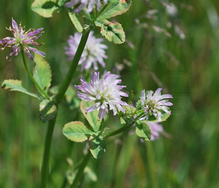 Wende-Klee (Persischer Klee) / Trifolium resupinatum