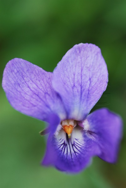 Sweet Violet / Viola odorata